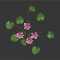 Vibrant Pink Water Lilies With Green Leaves And Long Stems