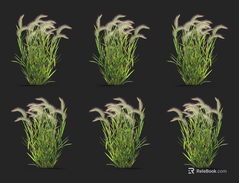 Elegant Green Plants With Slender Green Leaves And White Feathery Plumes 3d model 