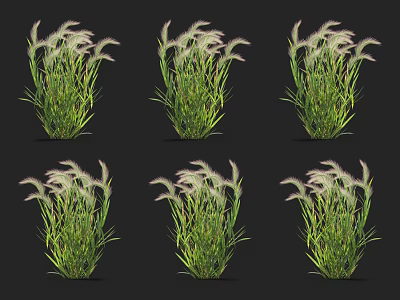 Elegant Green Plants With Slender Green Leaves And White Feathery Plumes 3d model