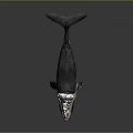 Aquatic Animal Whale With Open Mouth Black And White Coloration And Flippers