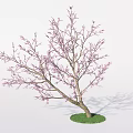 Deciduous Tree with Purple Flowers and Curved Trunk on Green Grass Base 3d model