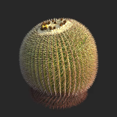Modern Cactus Cactus 3d model