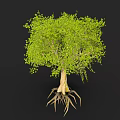 Tall Tree With Exposed Roots And Lush Green Leaves In Natural Scene