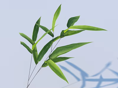 Fresh Green Bamboo Leaves Showcasing Delicate Shadows Against Light Blue Background 3d model