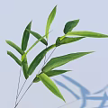 Fresh Green Bamboo Leaves Showcasing Delicate Shadows Against Light Blue Background