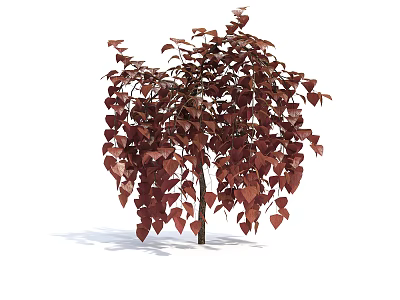 Ornamental Arbor With Deep Red Heart Shaped Leaves For Garden Decoration 3d model