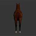 Brown Horse with White Hooves Standing on Smooth Surface Showing Reflection 3d model