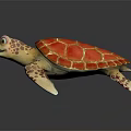 Modern Fish Little Turtle Green Turtle Big Turtle Black Turtle 3d model