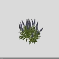 Purple Flowering Plant With Green Leaves And 25 Cm Height Measurement