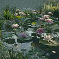 Modern Lotus Pond 3d model