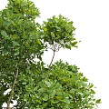 Tree Landscape Tree Green Plant Tree Garden Landscape Tree 3d model