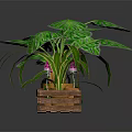 Green Leafy Plants In Wooden Tray With Large Foliage And Varieties