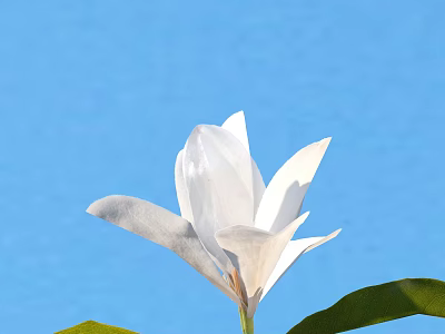 Blooming White Magnolia Flower Against Clear Blue Sky With Fresh Green Leaves 3d model