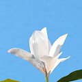 Blooming White Magnolia Flower Against Clear Blue Sky With Fresh Green Leaves
