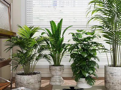 Indoor Decorative Potted Plants with Various Pots Near Window Blinds 3d model