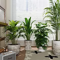 Indoor Decorative Potted Plants with Various Pots Near Window Blinds