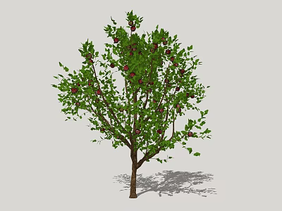 Lush Green Tree With Red Fruits Dense Foliage And Brown Trunk 3d model