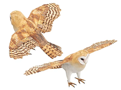Two Barn Owls With Brown And White Feathers Spreading Wings In Flight 3d model