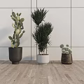 Three Stylish Indoor Potted Plants With Different Sizes Shapes And Modern Containers For Home Decor