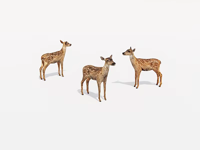 Three Spotted Fawns Standing Together in Lifelike Poses on White Background 3d model