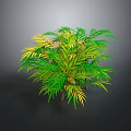 Lush Tropical Shrub Plant With Green And Yellow Foliage Against Gray Background