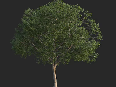 Lush Green Arbor with Dense Foliage and Thick Brown Trunk 3d model