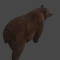 Realistic Brown Bear 3D Model Standing On Gray Background With Shadow