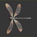 Dragonfly With Pink And Orange Transparent Wings And White Body On Dark Background 3d model