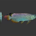 Colorful Arowana Fish with Vibrant Scales Shiny Fins Large and Small on White Background