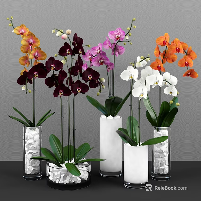 Elegant Colorful Orchids Arrangement in Transparent and White Vases with Green Leaves 3d model 