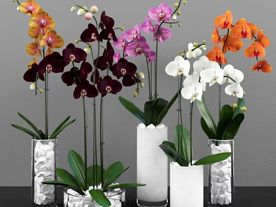 Elegant Colorful Orchids Arrangement in Transparent and White Vases with Green Leaves 3d model