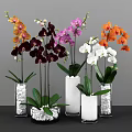 Elegant Colorful Orchids Arrangement in Transparent and White Vases with Green Leaves
