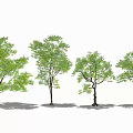 Various Arbor Trees With Lush Green Foliage And Brown Trunks