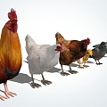 Modern Poultry 3d model