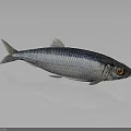 Silver Fish with Black Stripes and Red Eyes on Gray Background with Reflection