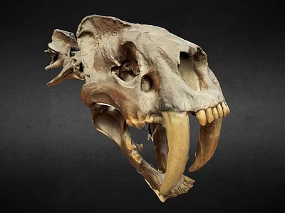 Ancient Animal Skull Fossil With Large Fangs And Detailed Bone Structure 3d model