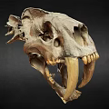 Ancient Animal Skull Fossil With Large Fangs And Detailed Bone Structure