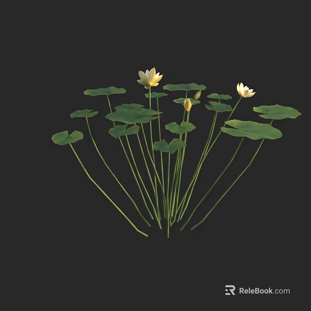 Beautiful White Lotus Flowers With Green Leaves Blooming And Budding On Black Background 3d model 