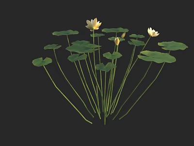 Beautiful White Lotus Flowers With Green Leaves Blooming And Budding On Black Background 3d model