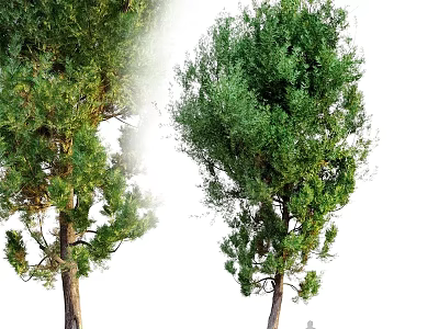 Green Tree Decorative Ornament Set With Two Natural Plant Designs For Home Decor 3d model