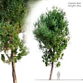 Green Tree Decorative Ornament Set With Two Natural Plant Designs For Home Decor