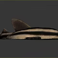 Black and Brown Striped Fish with Streamlined Body Long Tail and Fins