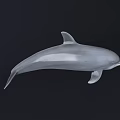 Gray Dolphin Detailed Model Floating Against Dark Background With Realistic Features And Smooth Texture 3d model