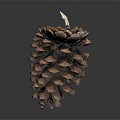 Natural Pine Cone Close Up Shot With Detailed Brown Textured Scales