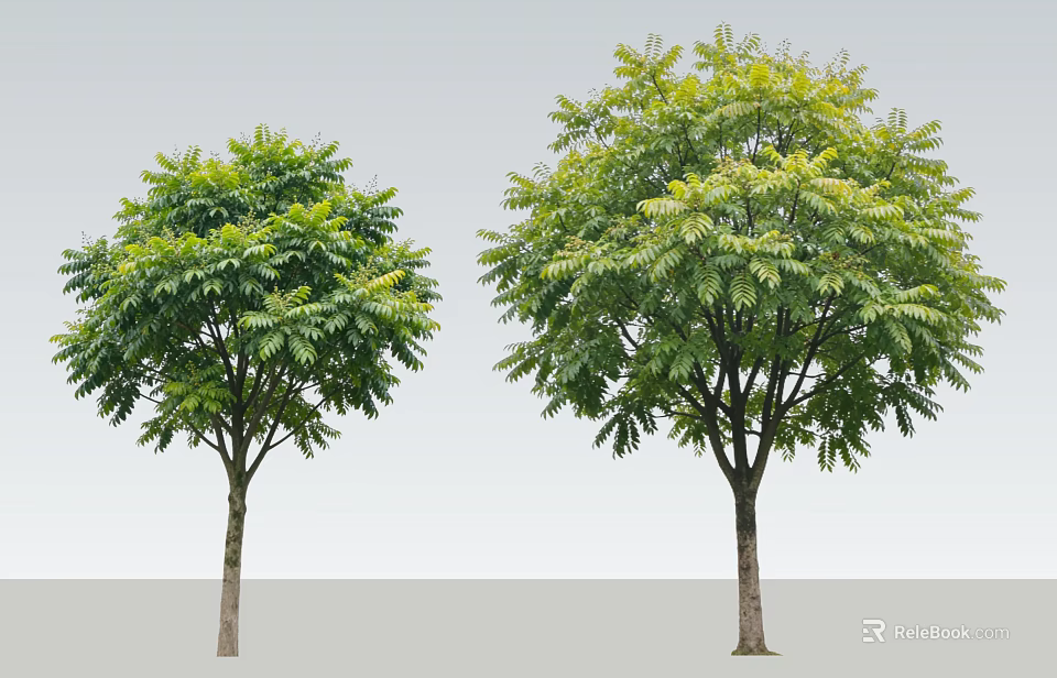 Two Arbor Trees With Lush Green Foliage And Upright Trunks On Gray Background 3d model 