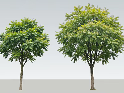 Two Arbor Trees With Lush Green Foliage And Upright Trunks On Gray Background 3d model