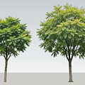 Two Arbor Trees With Lush Green Foliage And Upright Trunks On Gray Background