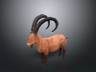 Detailed Brown Ibex Model With Large Curved Horns Standing On Neutral Gray Background 3d model