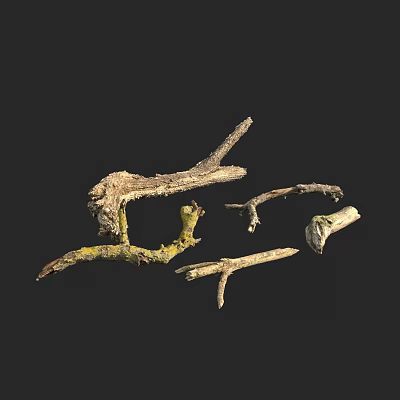 trunk wood dead wood dead tree stump 3d model