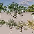 Diverse Tree Species with Various Leaf Shapes and Natural Growth Patterns 3d model